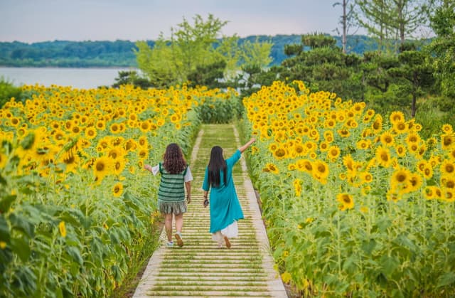 湖北武汉:向日葵“花海”景色美